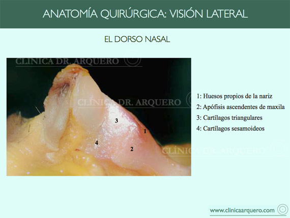 anatomia_quirurgica2